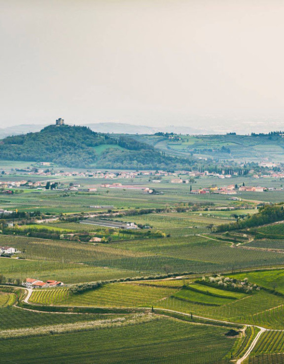 Weinabo-Abothek-Wein-Kistl-Juni-2020-Italia-si-frecce-tricolori-Verona-Italien-Fasoli-Gino-Borgoleto-Soave-DOC-2019-Valle-d-illasi-shop_web