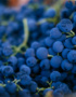 Weinabo-Abothek-Wein-Kistl-September-2020-der-Blick-zurueck-ins-Sommerglueck-Alentejo-Portugal-HMR-Pousio-Selection-Tinto-2017-Bild-Trauben-shop_web