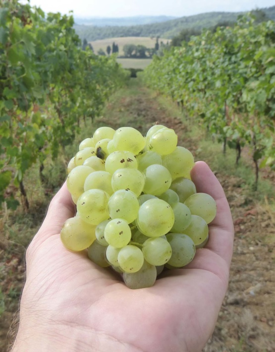 Weinabo-Abothek-Wein-Kistl-November-2020-Toscana-Italien-San-Donato-Vernaccia-San-Gimignnano-DOCG-2019-Vernaccia-shop_web