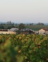Weinabo-Abothek-Chateau-La-Freynelle-Entre-Deux-Mers-Bordeaux-Frankreich-Blanc-2019-Weingarten-Quelle-Guillaume_Bonnaud-web