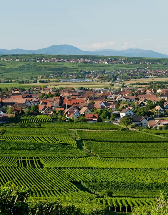 Weinabo-Abothek-Frankreich-Pfaffenheim-Elsass-Moltes-Gewuerztraminer-AOC-Alsace-2017-Panorama-web