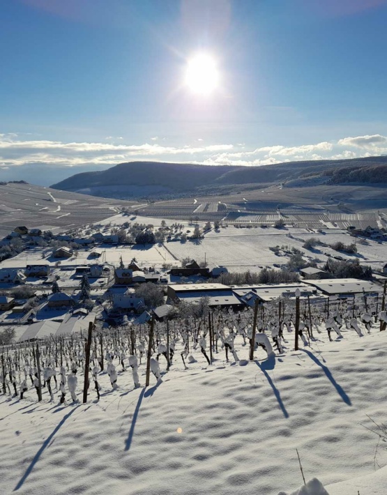 Weinabo-Abothek-Frankreich-Pfaffenheim-Elsass-Moltes-Pinot-Blanc-AOC-Alsace-2019-Winter-web
