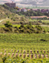 Weinabo-Abothek-Bodegas-Mitarte-Rioja-Alavesa-Spanien-Maceracion-Carbonica-2020-Labastida-web